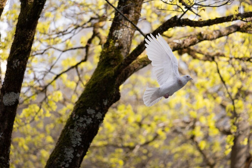 Colombe blanche en plein vol à travers une forêt baignée de lumière, symbolisant la paix, la liberté et l’élan spirituel.