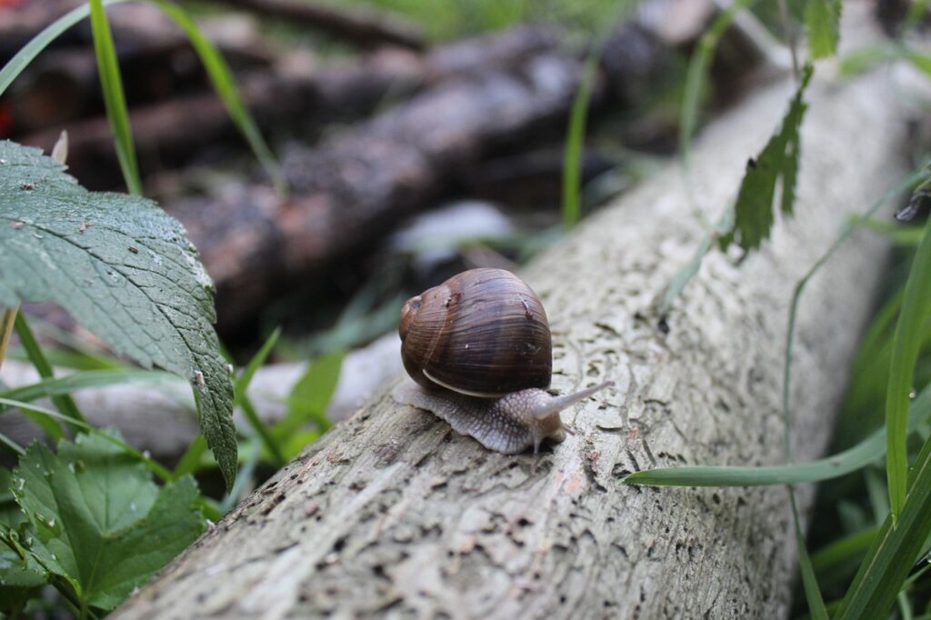 Escargot avançant lentement sur une branche dans la nature, symbole de progression lente, de patience et de consolidation des bases associé au mois universel 4 en mars 2026.