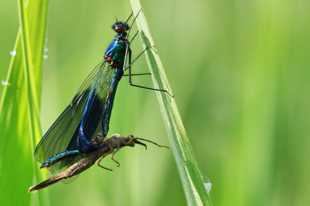 Libellule posée sur une tige dans la nature, symbole de transformation, d’évolution et de passage vers une nouvelle étape associé au mois universel 4 en mars 2026.