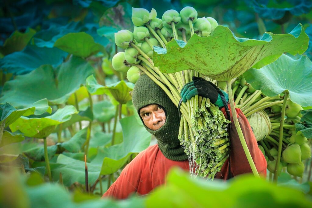 Homme portant une récolte de plantes dans un champ, symbole de travail, d’effort constant et de construction durable associé au mois universel 4 en mars 2026.