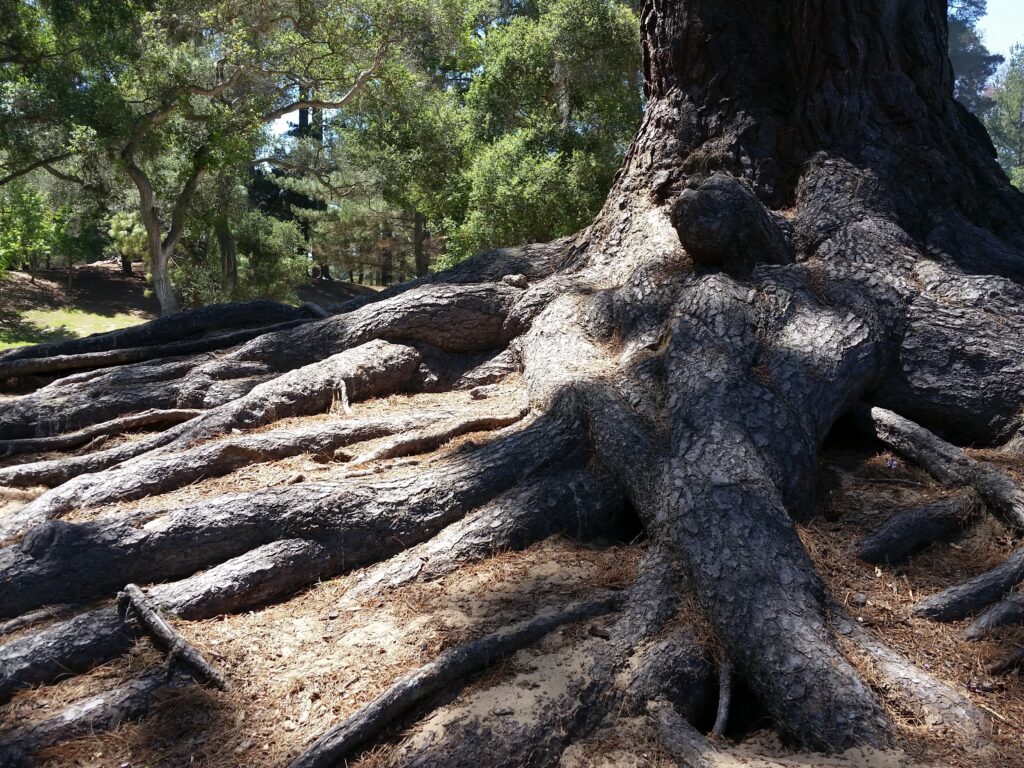 Racines puissantes d’un arbre, illustrant l’ancrage, les fondations et la solidité.