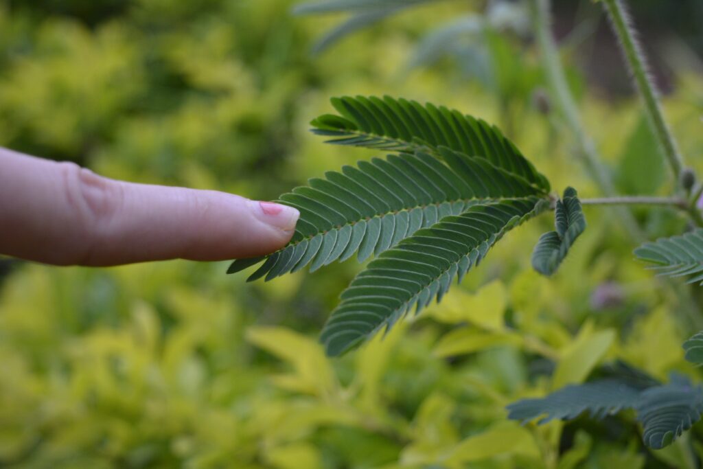 Doigt effleurant délicatement une feuille verte, illustrant la réceptivité, la sensibilité et la réaction subtile aux influences extérieures.